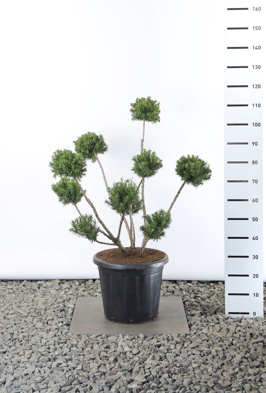 Taxus media 'Farmen' - 80-100 CM PonPon EXTRA in Cont.